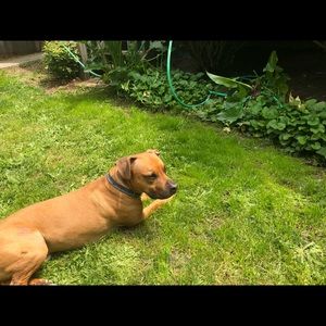 Meet your Posher, Joe